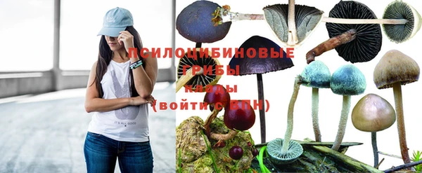 ГАЛЛЮЦИНОГЕННЫЕ ГРИБЫ Аркадак